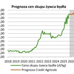 Ceny byków 2026: Ile zarobisz? Sprawdź aktualne stawki i prognozy