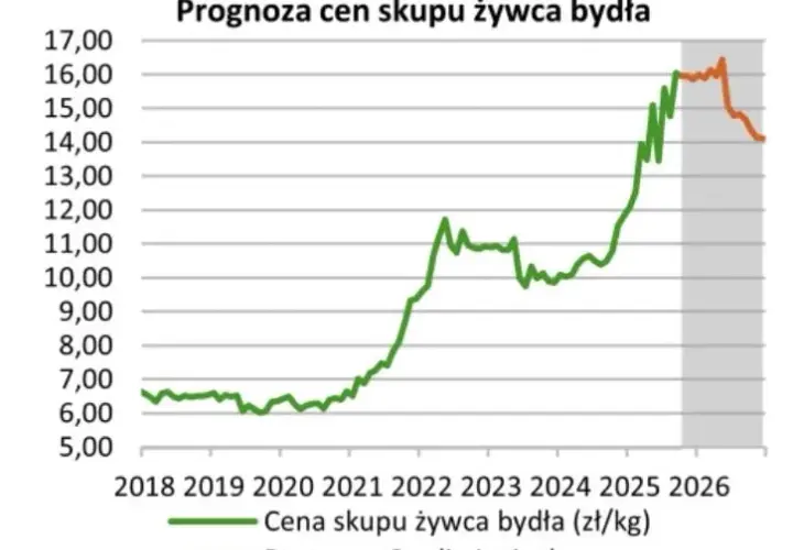 Ceny byków 2026: Ile zarobisz? Sprawdź aktualne stawki i prognozy