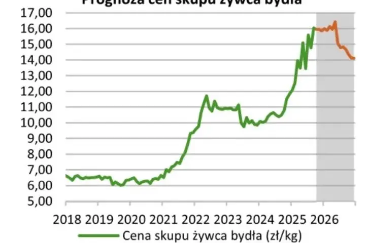 Ceny byków 2026: Ile zarobisz? Sprawdź aktualne stawki i prognozy