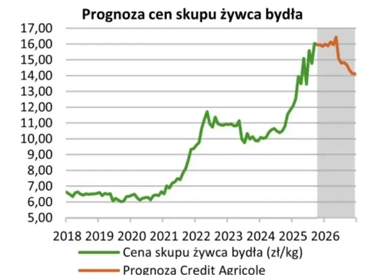 Ceny byków 2026: Ile zarobisz? Sprawdź aktualne stawki i prognozy